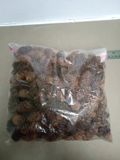 6 Oz Mini Pine cones