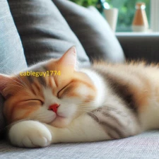 Digital Image Picture Photo Wallpaper Background Desktop Art AI Pic Adorable Cat