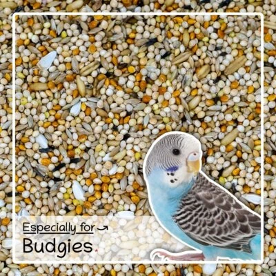 Budgie Seed Mix 1kg – Natural Treat for Budgerigars – SeedzBox Bird Food