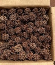🔥500 Sweet Gum Tree Liquidambar Spiked Ball Pods, Dried Crafts & Oak Color