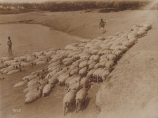 WW1 Segarcea Romania German run pig farm scene 1917 - Original Press Photo