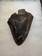 MEGALODON Shark Tooth No Repair Natural 4.08