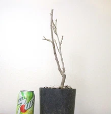 Japanese purple wisteria for blooming mame shohin bonsai tree