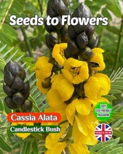 CASSIA ALATA - CANDLESTICK BUSH TROPICAL EXOTIC BIODEGRADABLE PACK -