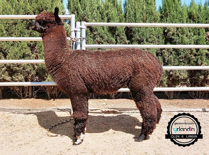 Alpaca Huacaya  Raw Unprocessed  Fiber -  Bay Black Color Sealed Bagged - Image 3 of 3