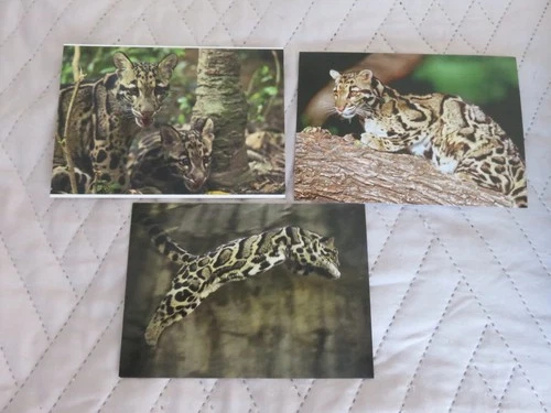 3 fog leopards, unused, big cat, normal format, cat, zoo,