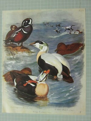 Schöne Thornburn Vogelmuster Harlequin Ente King Eider