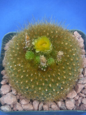 Notocactus graessneri v. flaviflorus Cactus Neon YELLOW/GREEN Flower 3'' Pot Size