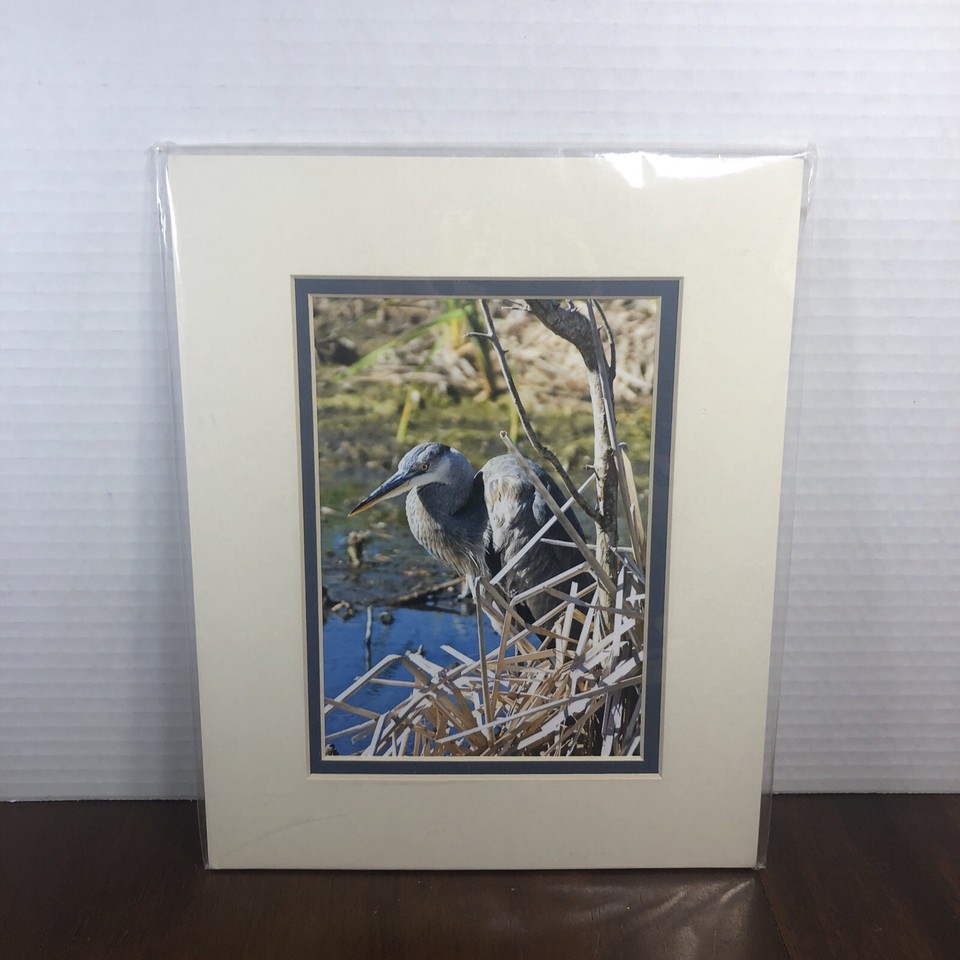 Great Blue Heron Color Photograph With 8 x 10 Mat Debbie Lloyd