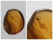 100 MILL. YEARS OLD BURMITE AMBER WITH FLY (ABR14/50)