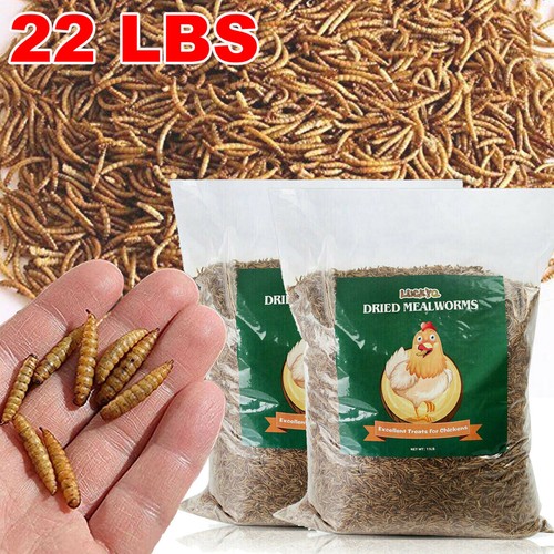 100 Natural Bulk Dried Mealworms for Wild Blue Birds Hen Reptile Treats Chicken eBay