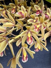 Cymbidium Pee Wee Orchid Plant