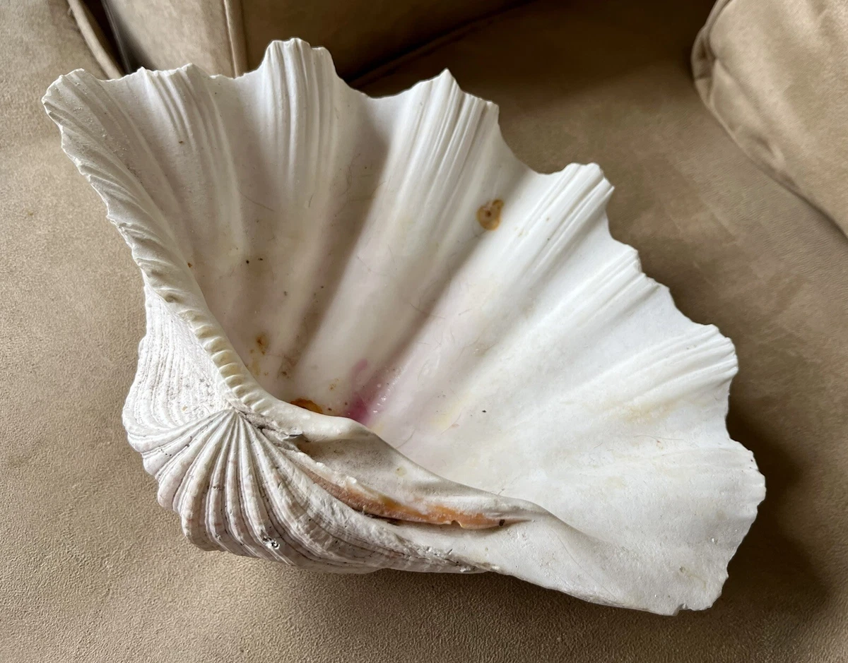 Ebay giant on sale clam shell