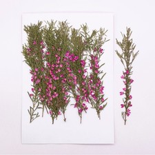 12PCS Real Pressed Dried Tiny Pink Flower with Leaves and Stem FSS05