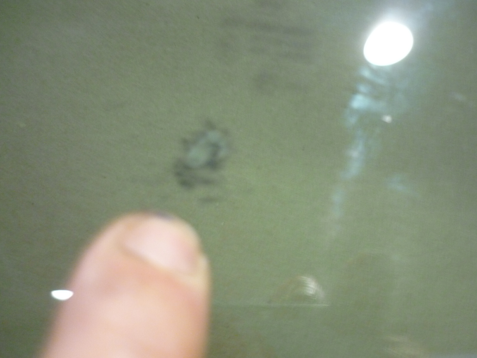 Ferrari 458 Italia  - Rear Deck Lid - Scratches On Glass - P/N 81281611