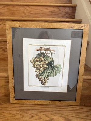 Antique 18th C Botanical Grape Print  Chasselas Dore , Renie Le Berriays,-Framed