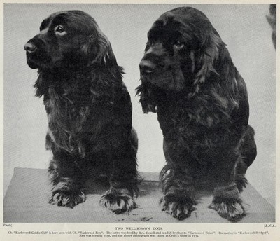 Sussex Spaniel ''Duo'' - 1934 Vintage Dog Art ''Photo'' Print - CUSTOM MATTED