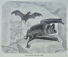 c1893 Antique Bat Print THE LONG TAILED BAT Royal Natural History by Lydekker