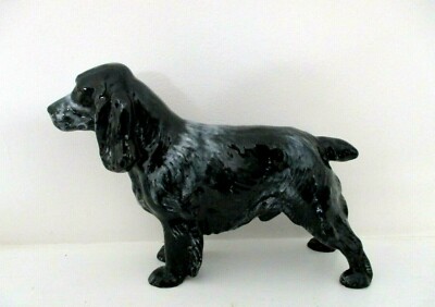 royal cocker spaniel
