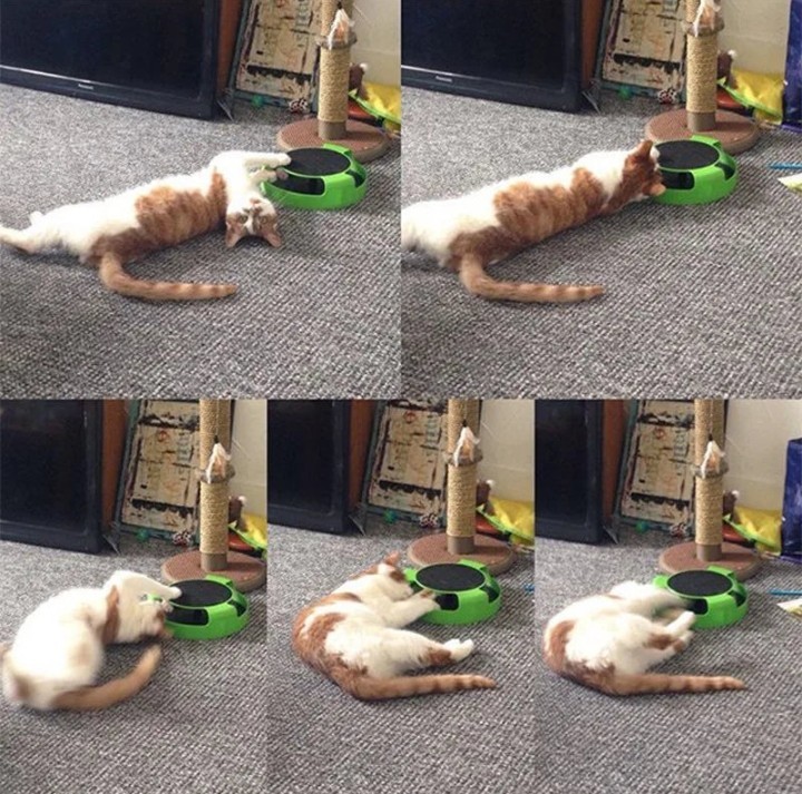 Gioco Gatto Interattivo Giradischi Pista Tiragraffi Topo Rotante Antinoia foto 6