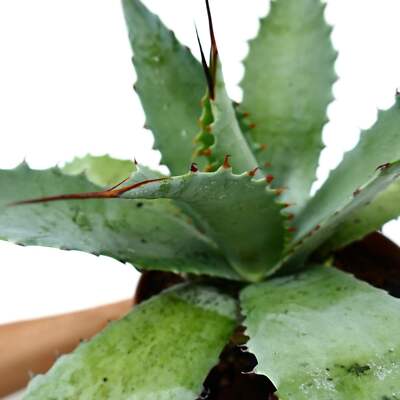 Agave decipiens X celsii X americana F3 HYBRID - NO variegated titanota |  eBay