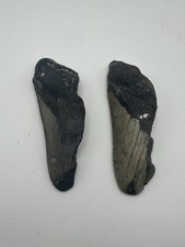 Two MASSIVE Megalodon Shark Teeth Huge Fossils Great Gift For History Lovers