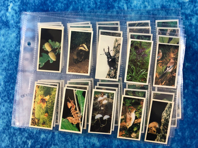 Brooke Bond Woodland Wildlife Full Set of 40 Tea Cards 1980 +