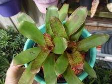 Neoregelia JANET SUE Bromeliad one tropical plant SMALL 