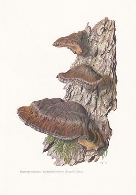 1960er HARZ POLYPOREN PILZ Druck - Pilz Kunst Dekor - 7,5 x 10,6 Zoll