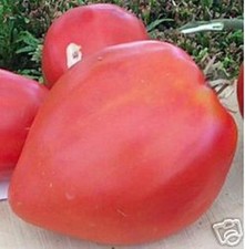 Tomatensamen  Ochsenherz sehr lecker- fleischig- sehr große Tomaten