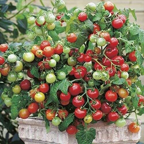 TOMATO TINY TIM 30+seeds Dwarf 40cmVariety Great forPots High Yields * FREE POST - Picture 6 of 7