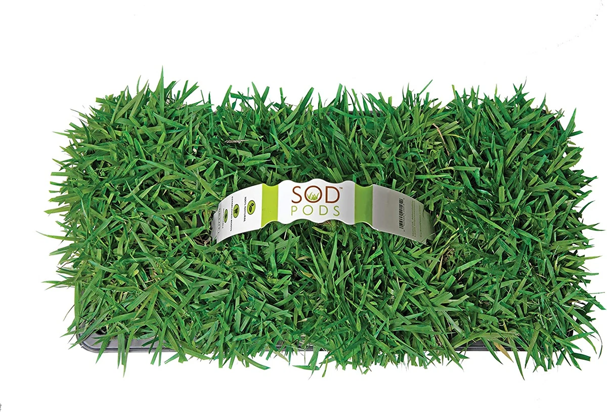 Zoysia Grass Plugs 32 Count Natural with Fully Established Root
