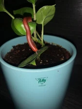 10 LIVE -Scarlet Millipedes bioactive clean up feeders