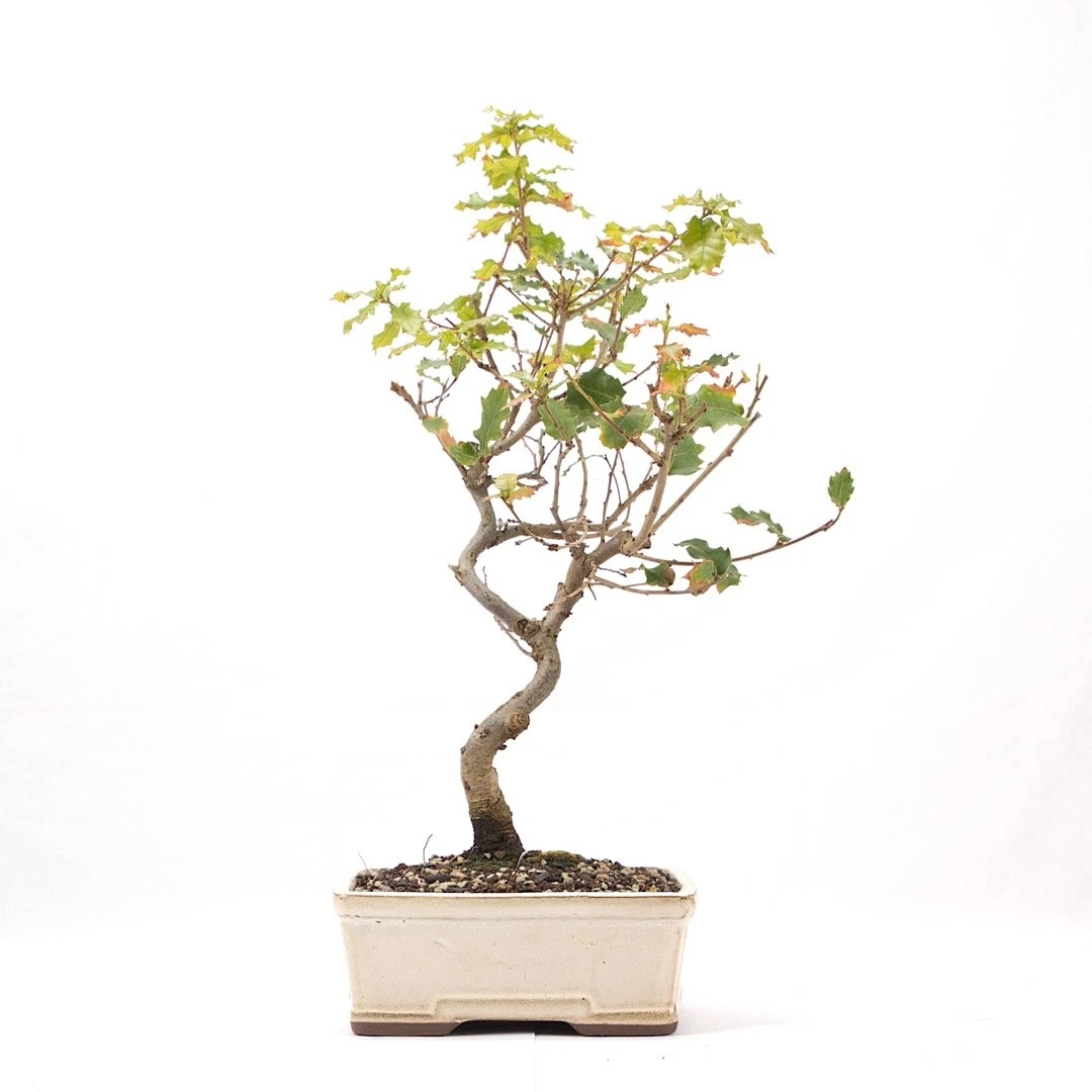 Pflanzen, Bonsai Quercus online kaufen | eBay.de