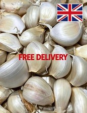 Jumbo Giant Garlic 30 clove seeds For New Season (Hardy