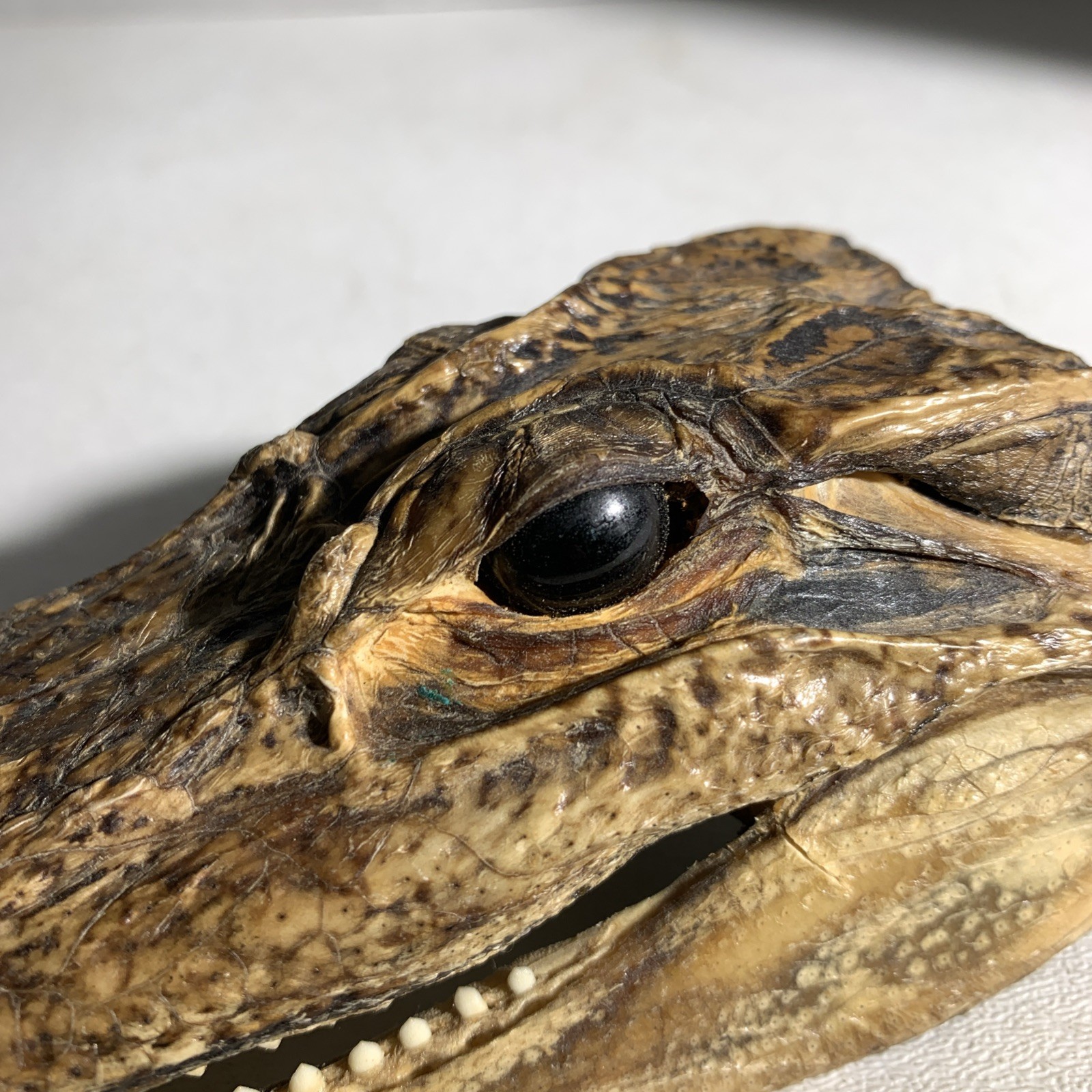 Vintage Small Alligator Head Taxidermy Authentic 6” Long