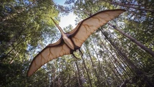 ACEO Art Card Photo of Pterodactyl Flying through the woodlands, say what?