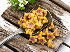 6x9mm Pink Washed Opaque Sunflower Czech Glass Bell Flower Beads - 25 Beads