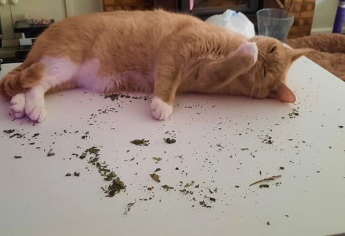 100% Natural Grown Premium Catnip spoil your loved Kitten cat 14 years OZ Seller - Picture 4 of 7