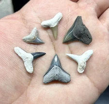 Bull & Lemon Shark Tooth Florida Fossil | Beautiful Specimens | Great Gift