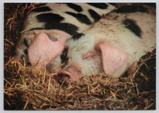 Gloucester Old Spot Pig Heritage Breed American Livestock Breeds Conservancy