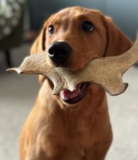 Fallow Deer Antler Dog Chew Soft Natural Dental Chew Puppy Friendly Long Lasting