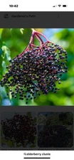 Dehydrated Elderberries, Organic. Wild Harvest