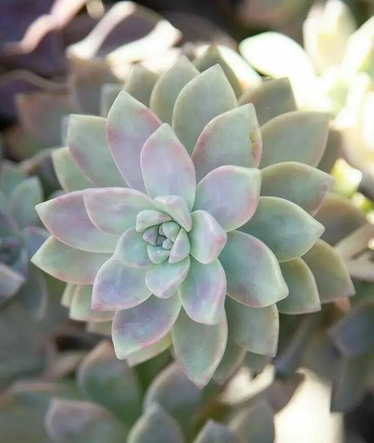 Ghost Plant Mother of Pearl Succulent Petals White Pink Yellow Blue 4 cuttings - Image 2 of 2