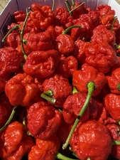 20 Carolina Reaper Pepper Seeds. One Of The Worlds Hottest Pepper. 100% Organic