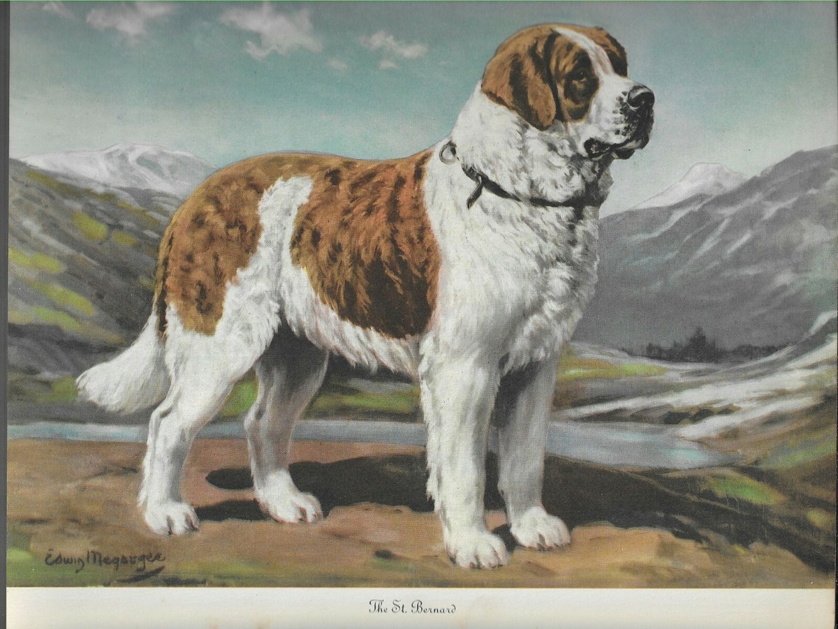 Saint Bernard - Vintage Dog Art Print - 1942 Megargee | eBay