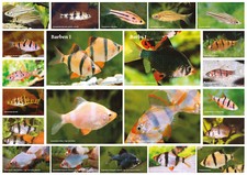 AQUALOG - Fold Poster - Barbs I