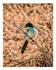 Serene Bird in Nature Wall Art Poster Premium Quality Fine Art Print