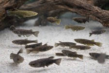 6 Black/Midnight Medaka Ricefish