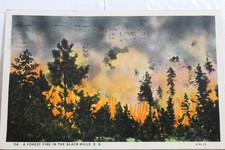 South Dakota SD Black Hills Forest Fire Postcard Old Vintage Card View Standard
